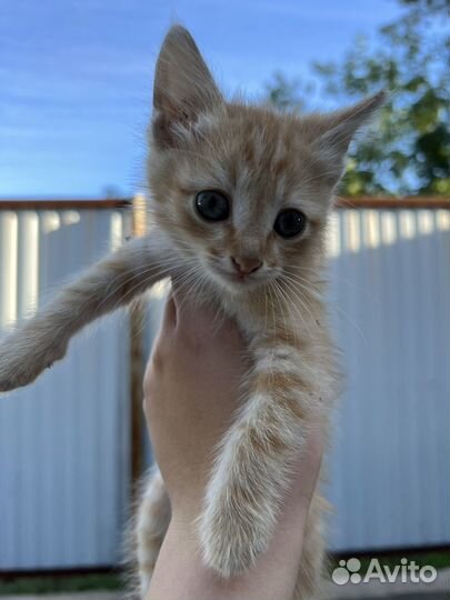 Котята ищут свой дом