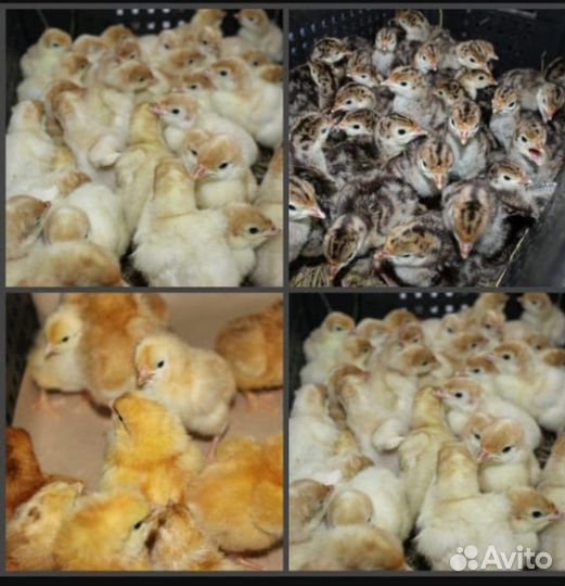 Суточные цыплята