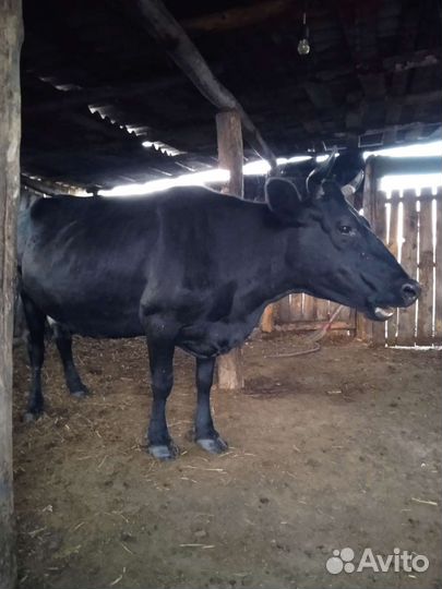 Корова стельная дойная