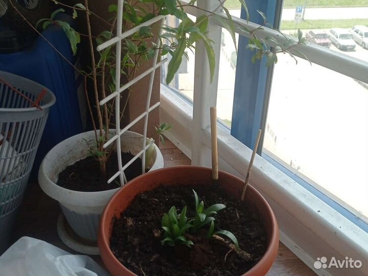 Растения гранат, фикус, цитрусовые