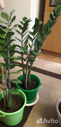 Замиакулькас