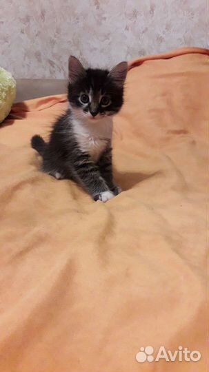 Котята в добрые руки бесплатно