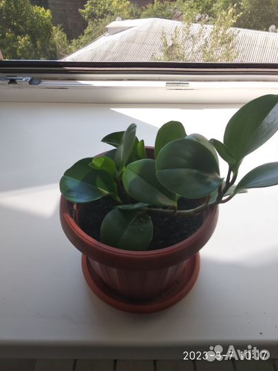 Комнатные цветы