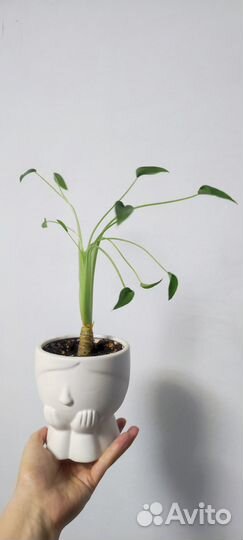 Алоказия Тини Дансер