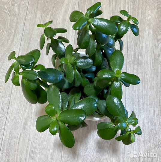 Красула толстянка(денежное дерево )