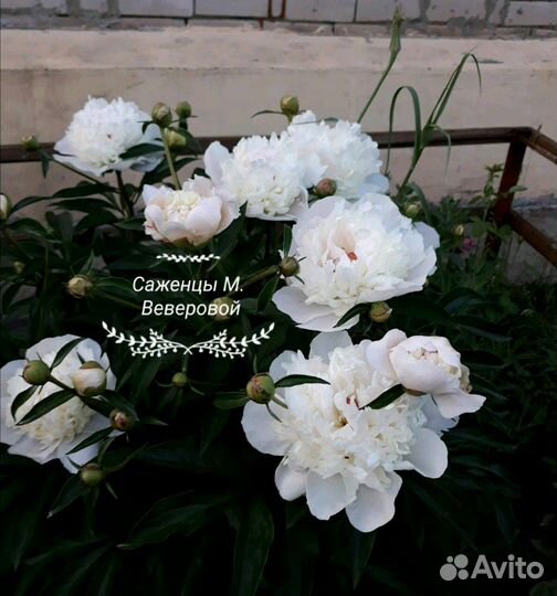 Саженцы многолетние мv+доставка