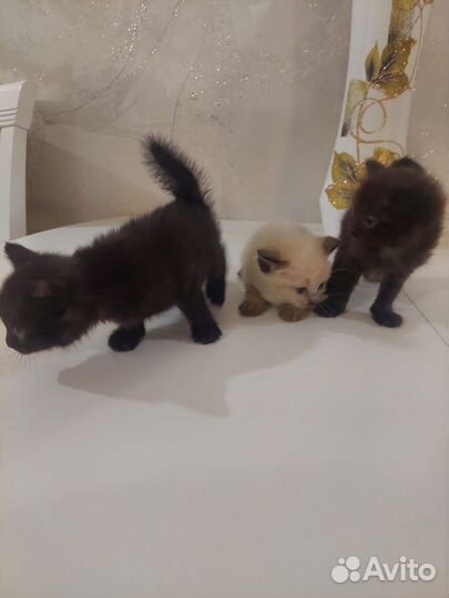 Два чëрных мальчика и девочка