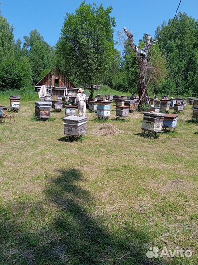 Мед.Лесная Пасека.Алтай.Опт.Пчелы