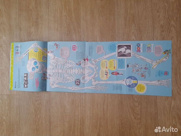 Большая книга о теле человека