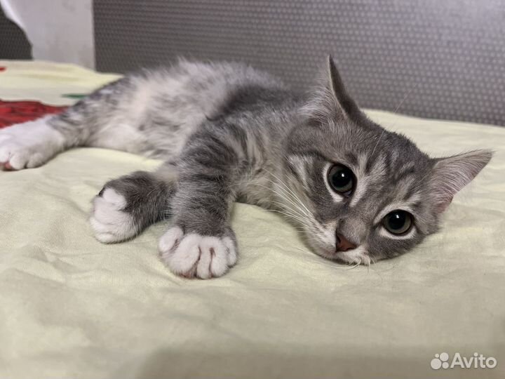 Котята мальчик в добрые руки