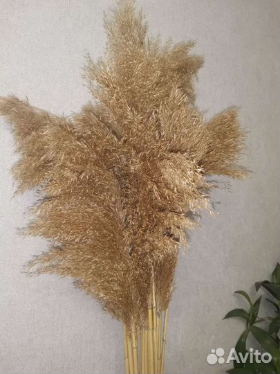 Сухоцвет, Пампасная трава