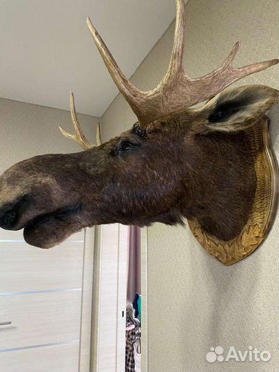 Чучело головы лося