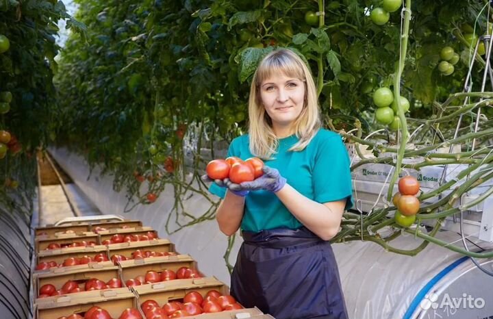 Вахта в Москве - Сборщик помидор, 15/20/30/45 смен