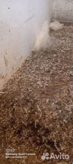 Навоз,помет перепелиный