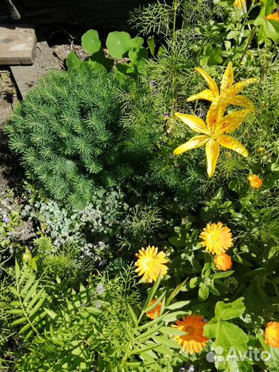 Молочай кипарисовый и седум