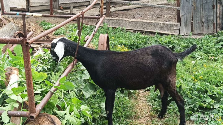 Коза дойная молочная