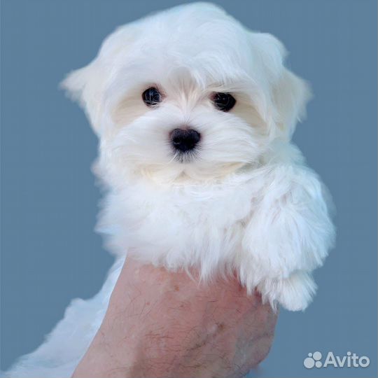 Мини мальтезе. Девочка