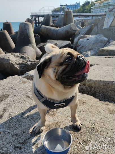 Мопс мальчик вязка