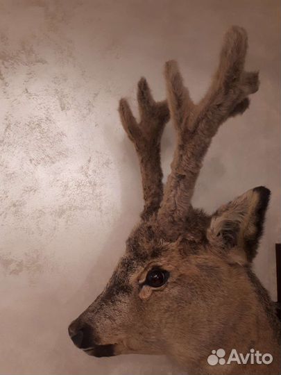 Чучело косули