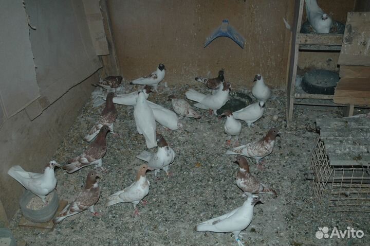 Голуби Иранские бойные, щекатые,головастые