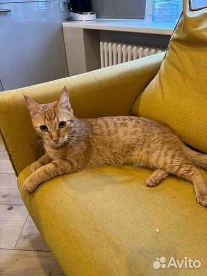 Кот Симба 1,5 года