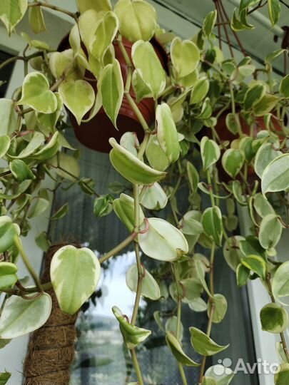 Филодендрон сильвер Квин, Марбл Квин