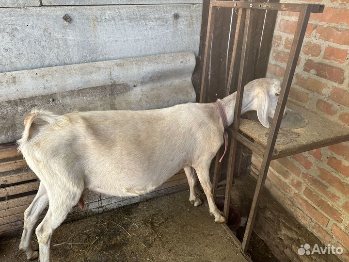 Козы и козлята