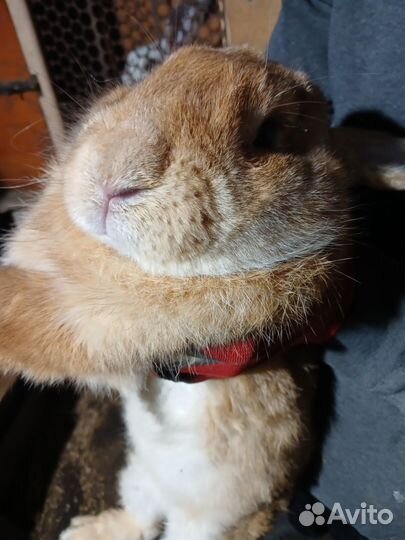 Кролики мясных пород