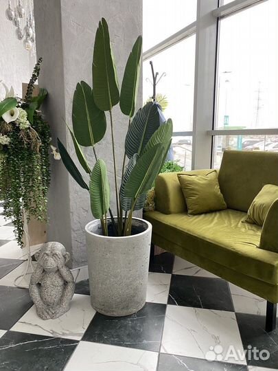 Пальма декоративная банан