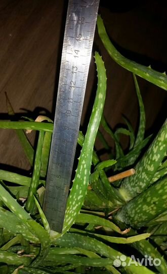 Лечебное алоэ вера, 5 лет, 4, 3 года, листья