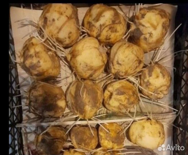 Луковицы Рябчика императорского