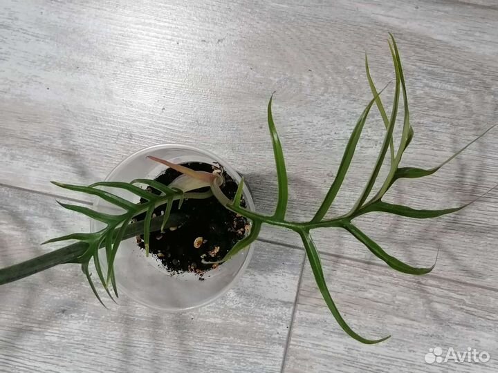 Филодендроны разные