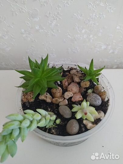 Композиции из суккулентов