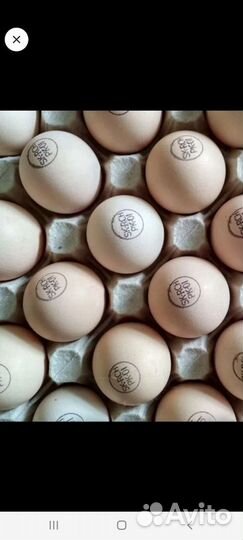 Инкуб яйцо Кобб Росс