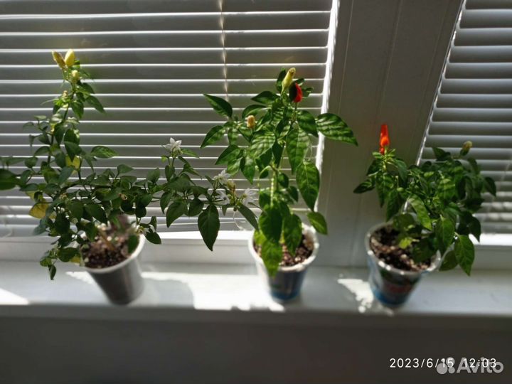 Рассада. Перец острый