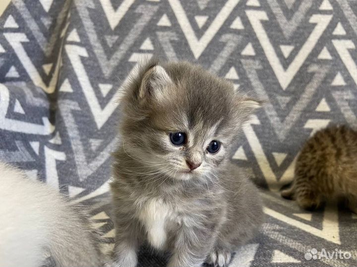 Британские котята