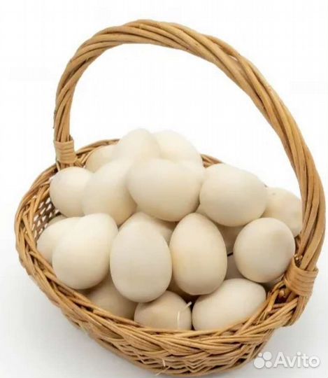 Утиные яйца