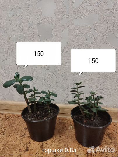 Толстянка, денежное дерево, крассула