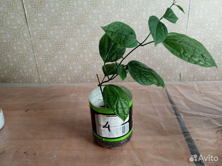 Клеродендрум госпожи томпсон