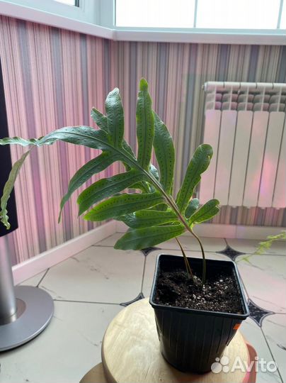 Экзот папоротник Aglaomorpha meyeniana