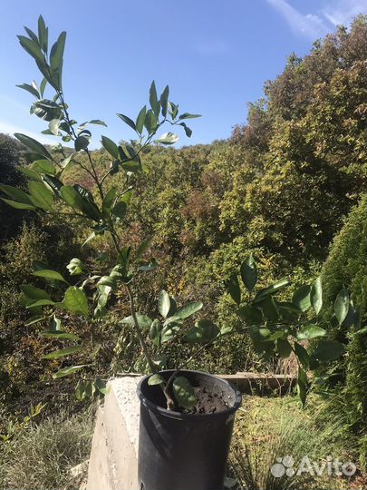 Апельсин Мандарин