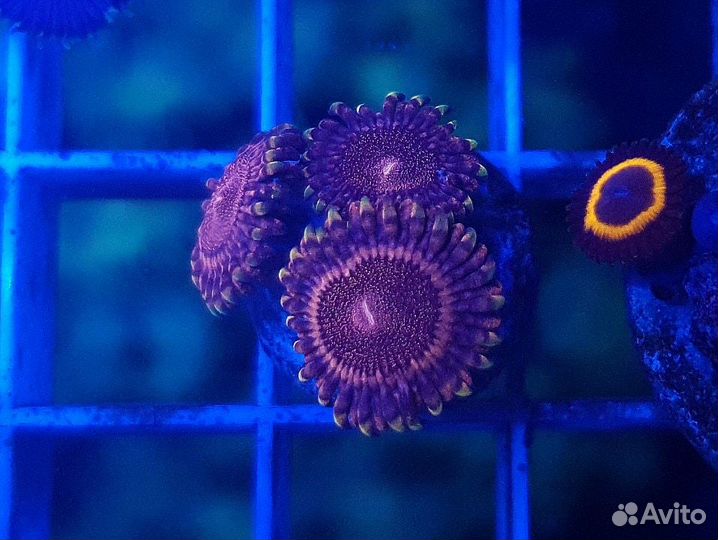 Скиммер, кораллы, хета, морской свет, живые камни