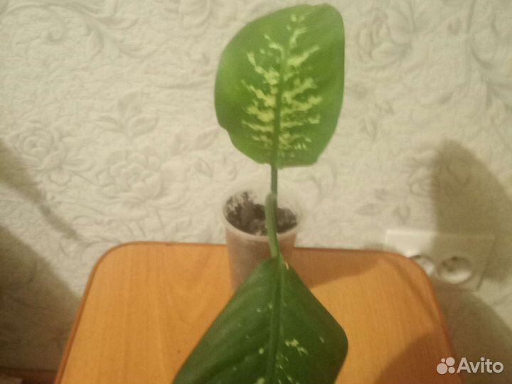 Диффенбахия 