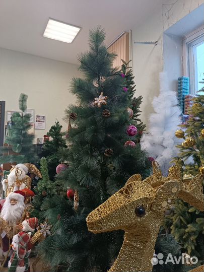 Сосна заснеженная зеленая