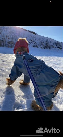 Дождевик комбинезон для собак