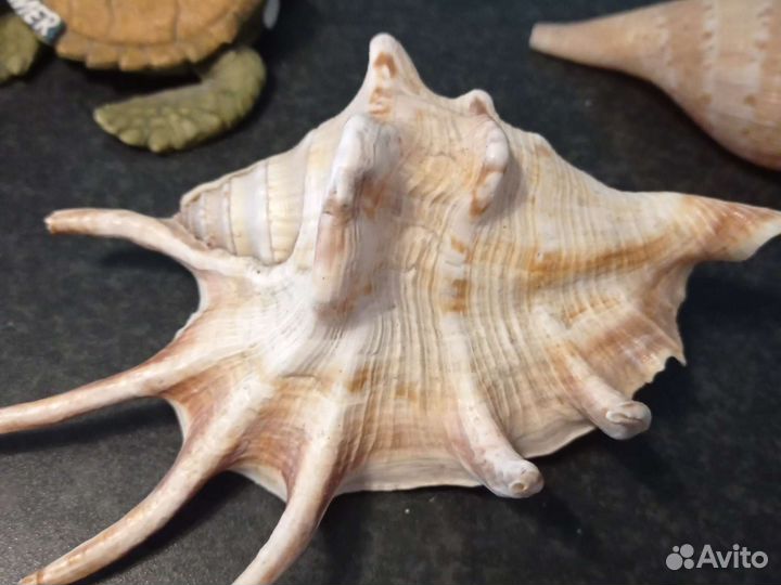 Набор ракушек