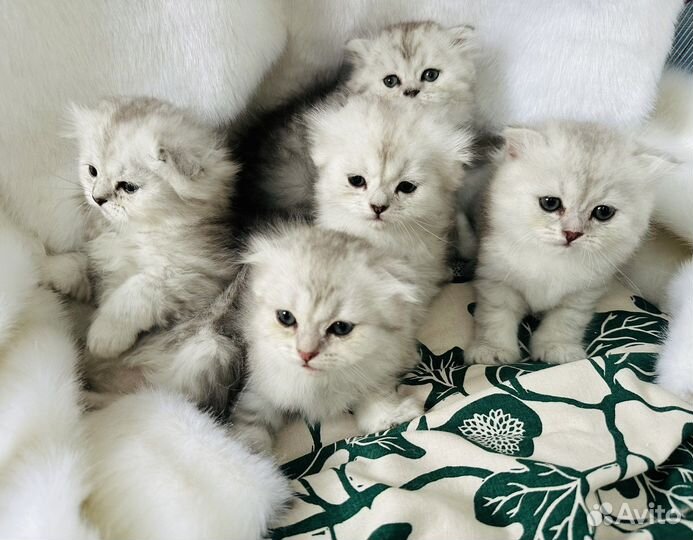 Шотландские котята 2,5 месяца