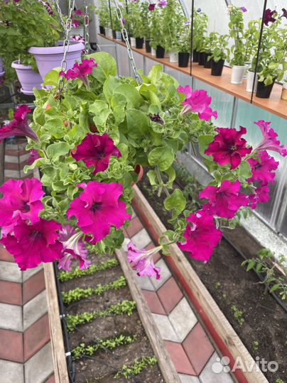 Рассада петунии, астры, бархатцев, георгины