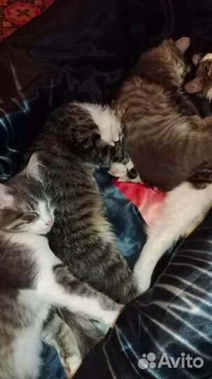 Кошка в дар бесплатно