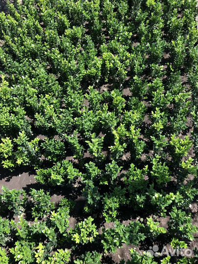 Буксус (Самшит)